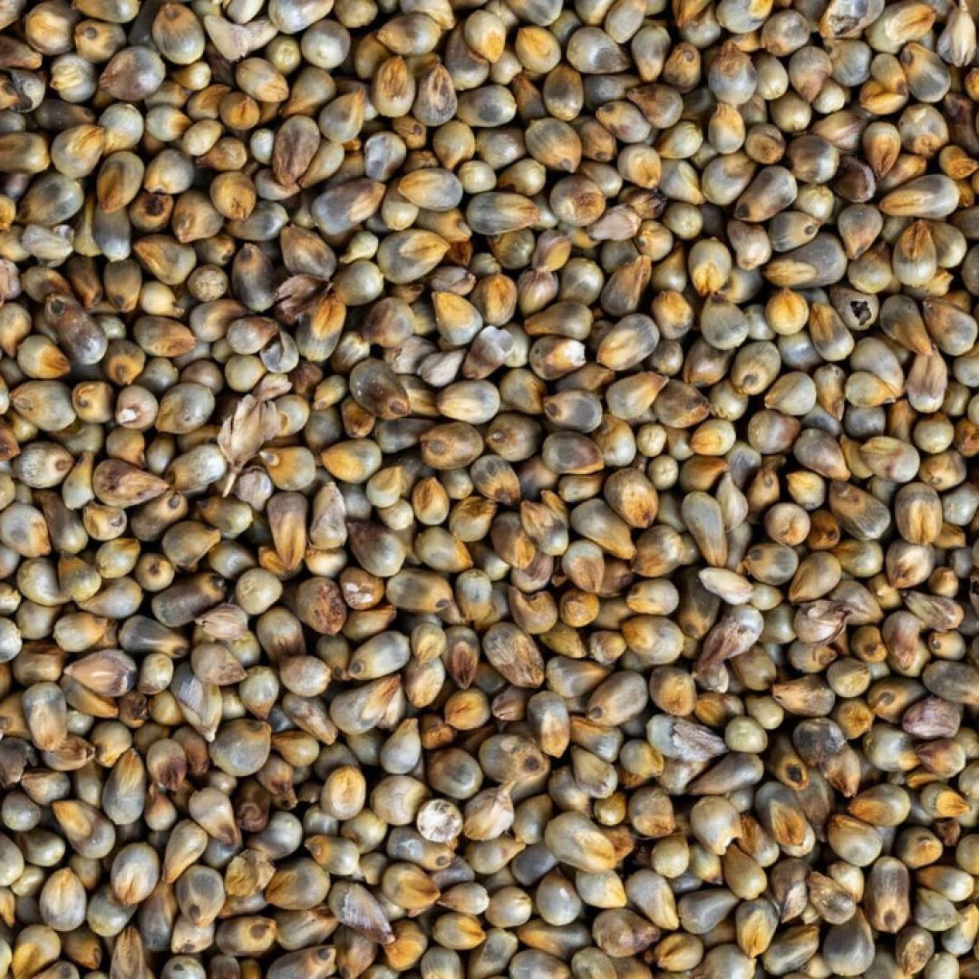Pearl1_wholemillet