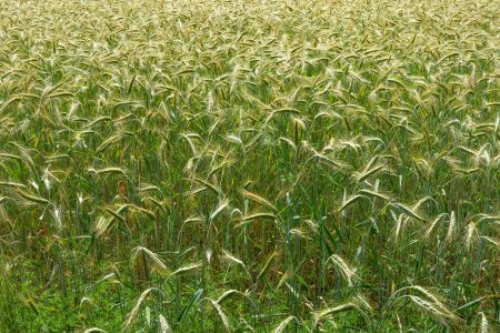 A large field of green grass with trees in the background