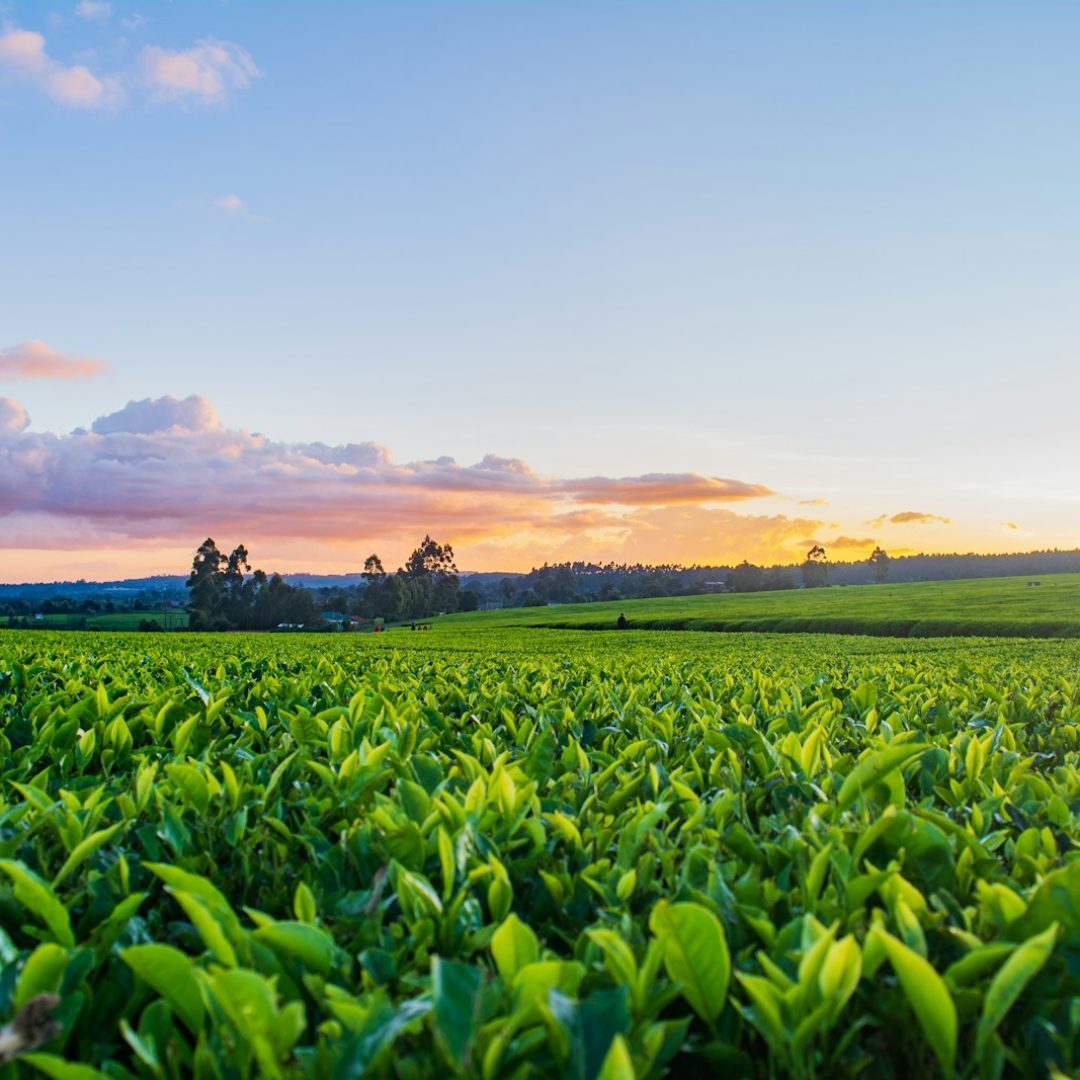 Photo by Irewolede green grass field under white clouds during daytime