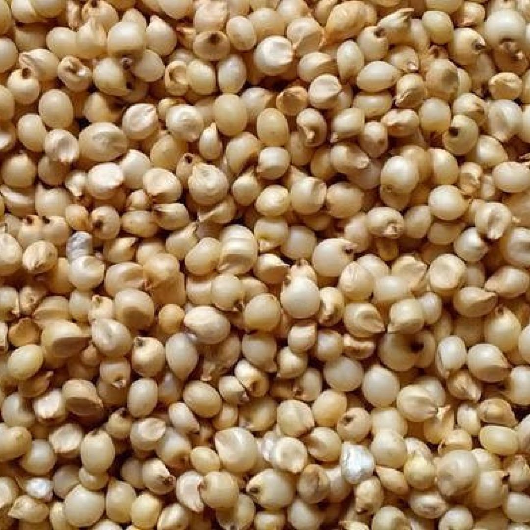 sorghum-jowar--1000x1000