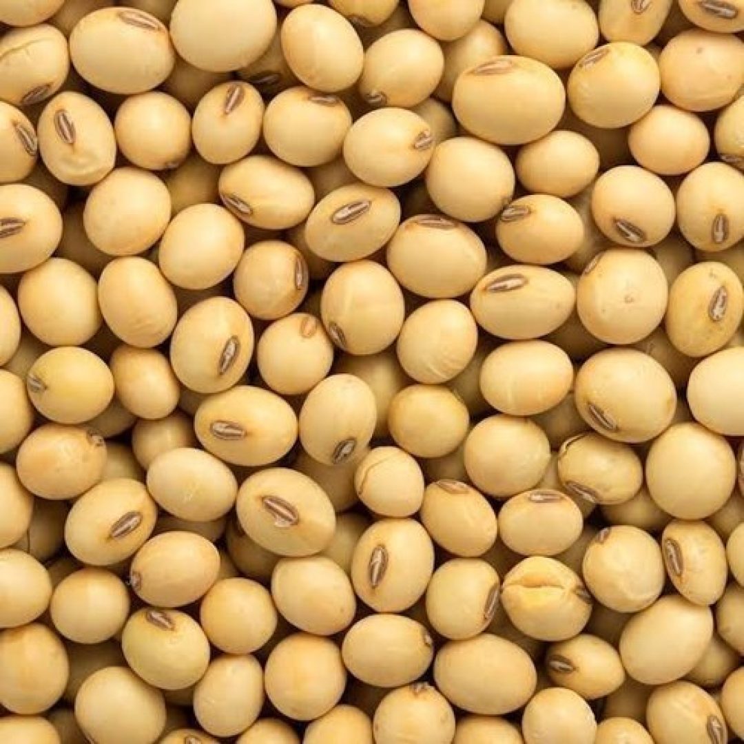soybean-seeds-1000x1000